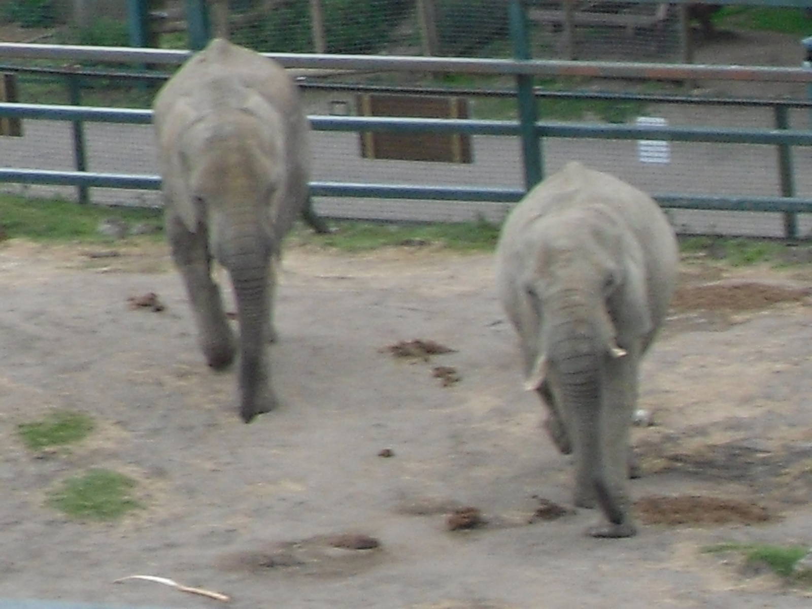 Port Lympne Wild Animal Park 16th May 2010