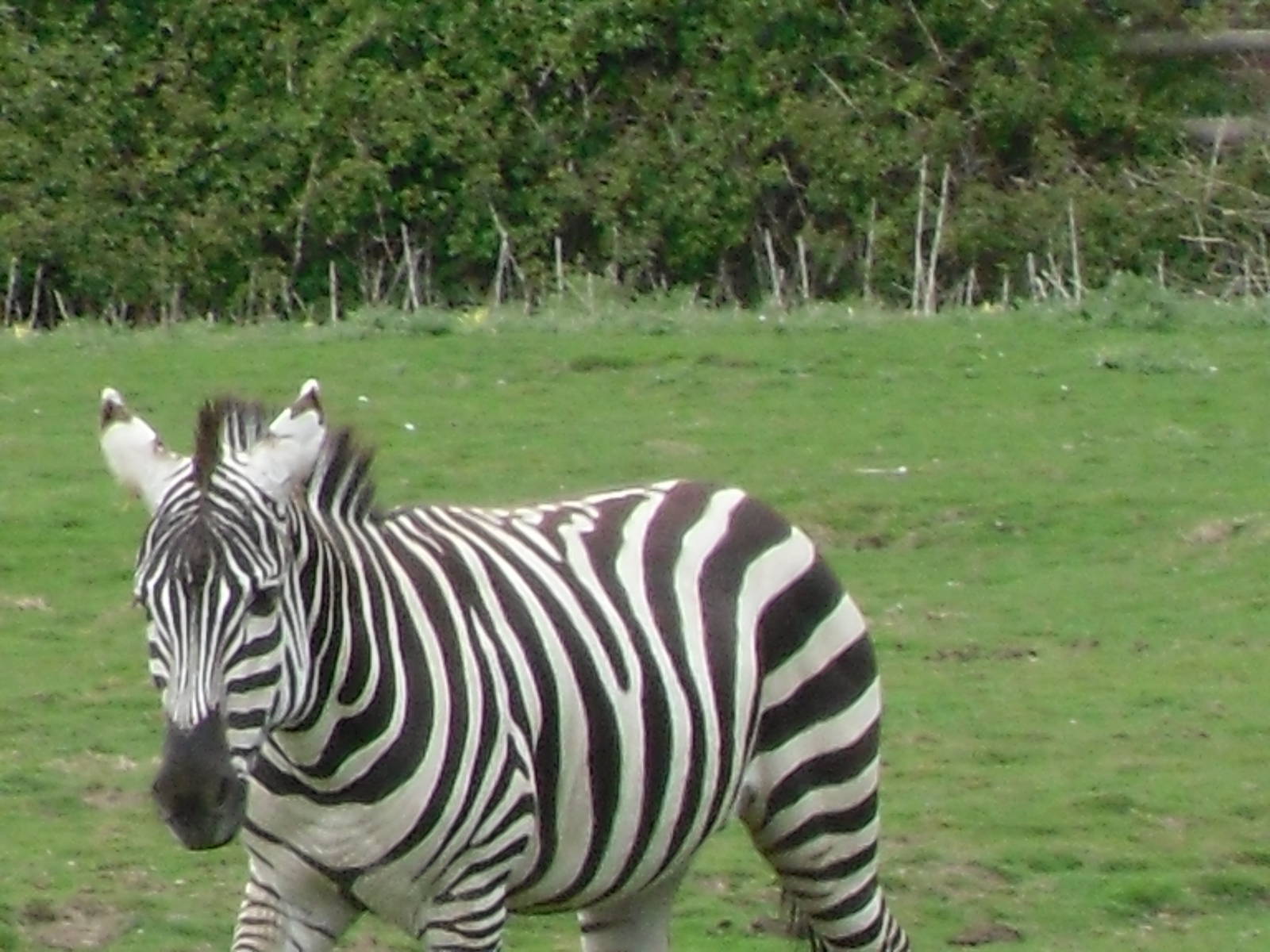 Port Lympne Wild Animal Park 16th May 2010