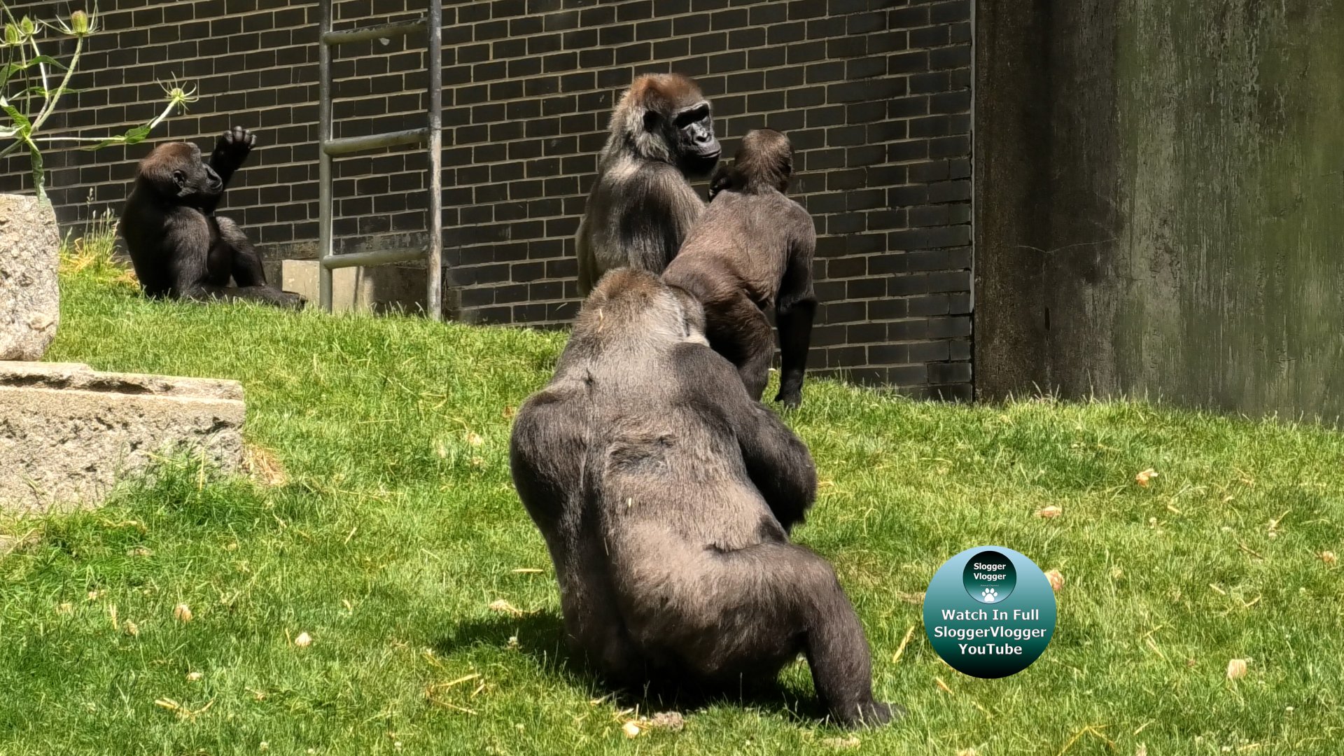 Port Lympne Wild Animal Park