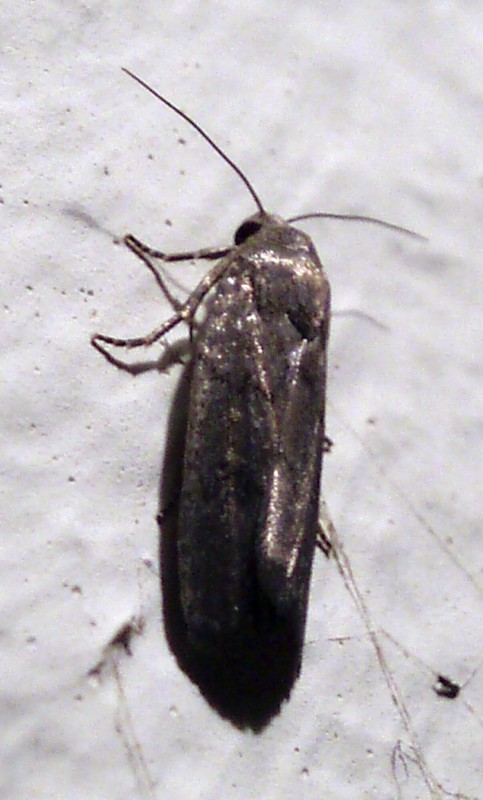 Porter's Rustic (Athetis hospes)