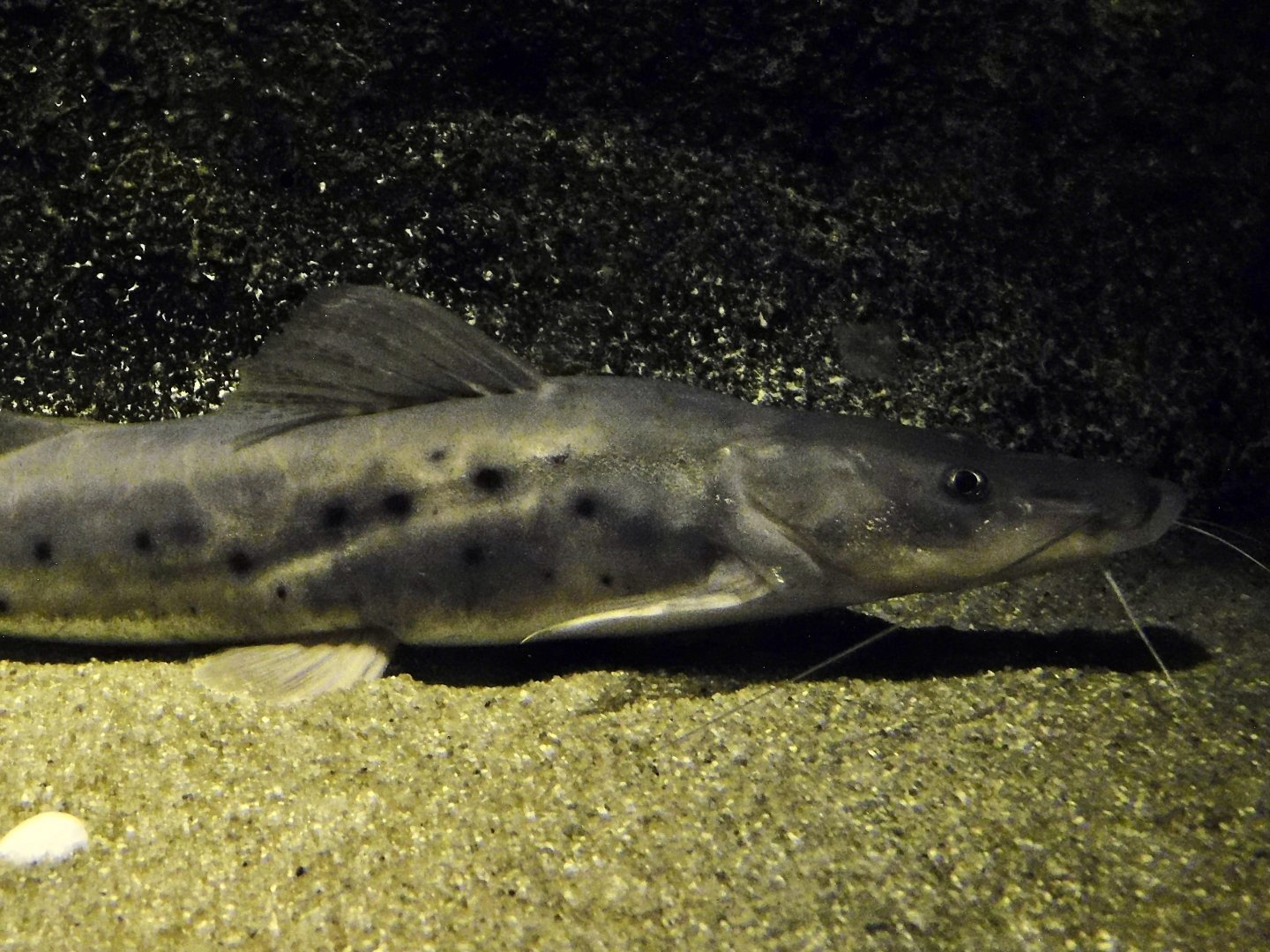 Porthole Shovelnose Catfish (Hemisorubim platyrhynchos) - Kawasui Kawasaki Aquarium October 21, 2025