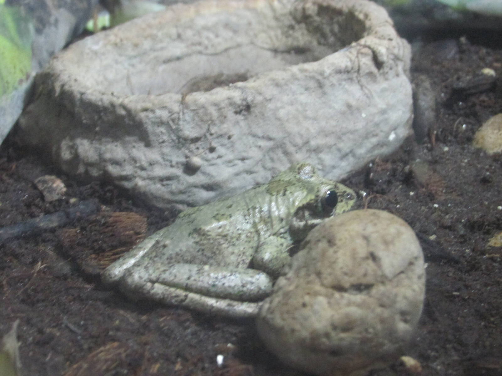 porthole tree frog charadrahyla taeniopus africam safari