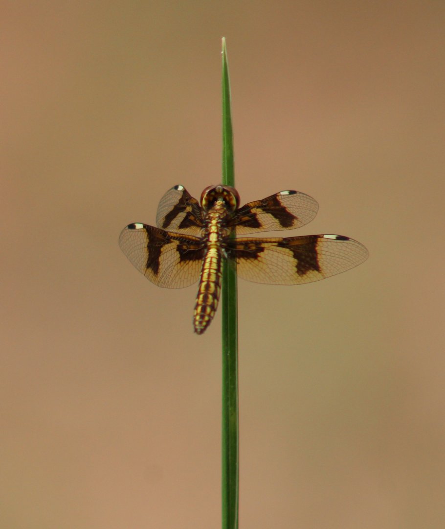 Portia widow - Palpopleura portia