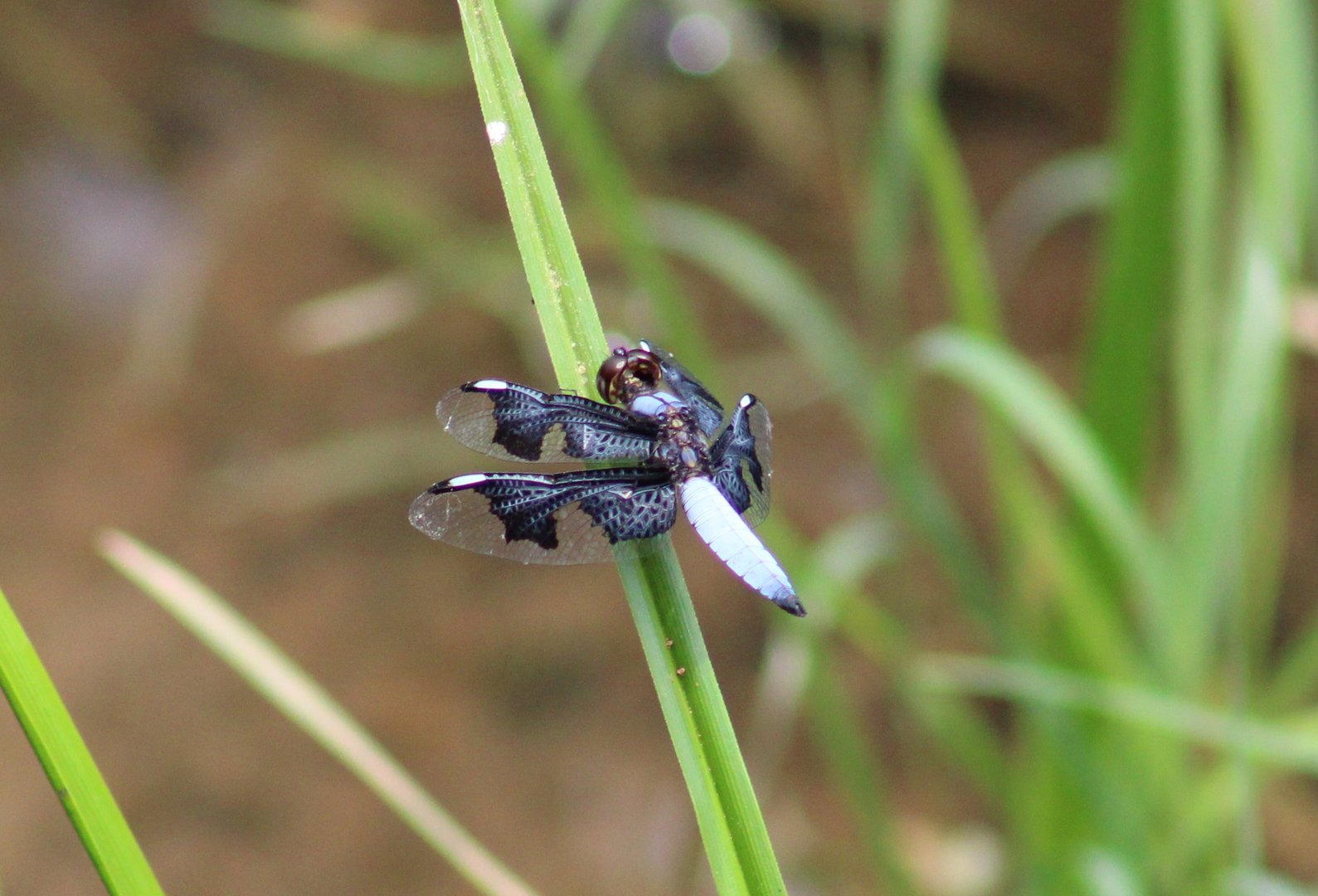 Portia widow - Palpopleura portia