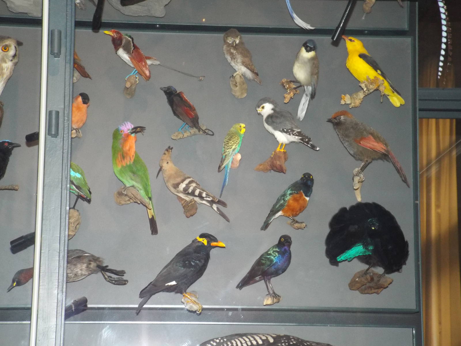 Portion of the Biodiversity Wall at Museum f?r Naturkunde, Berlin - April 9