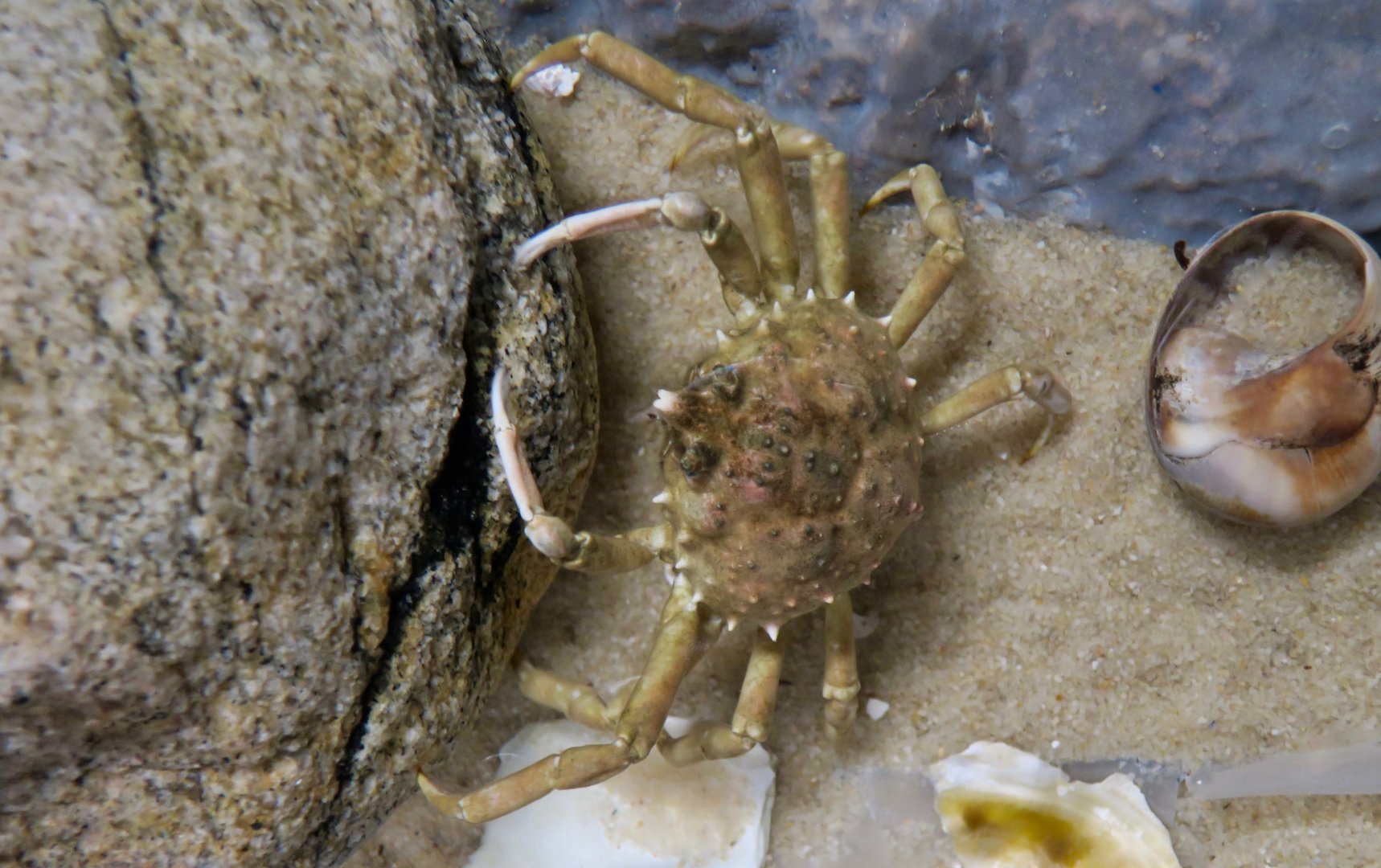 Portly Spider Crab (Libinia emarginata)
