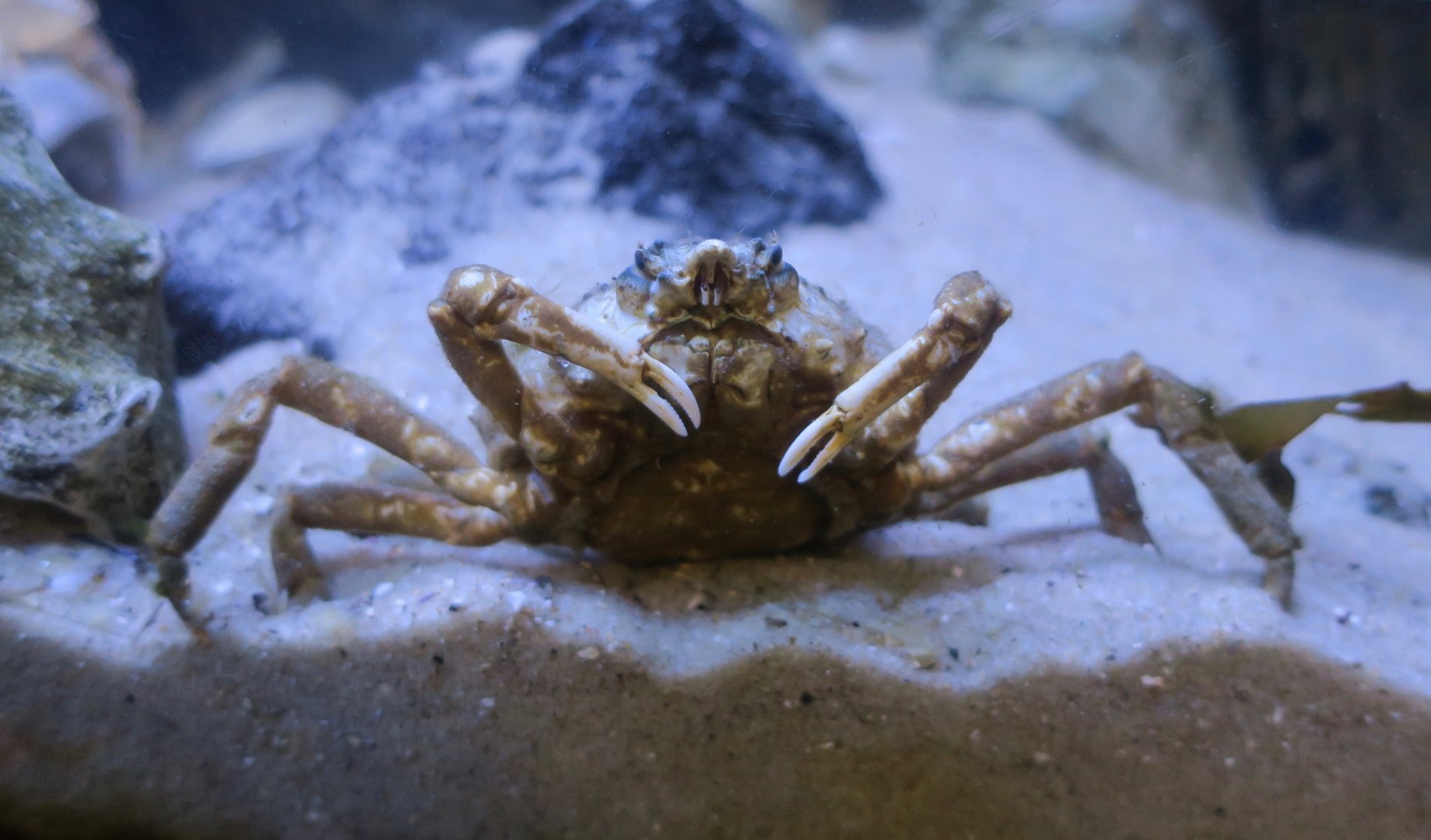 Portly Spider Crab (Libinia emarginata)