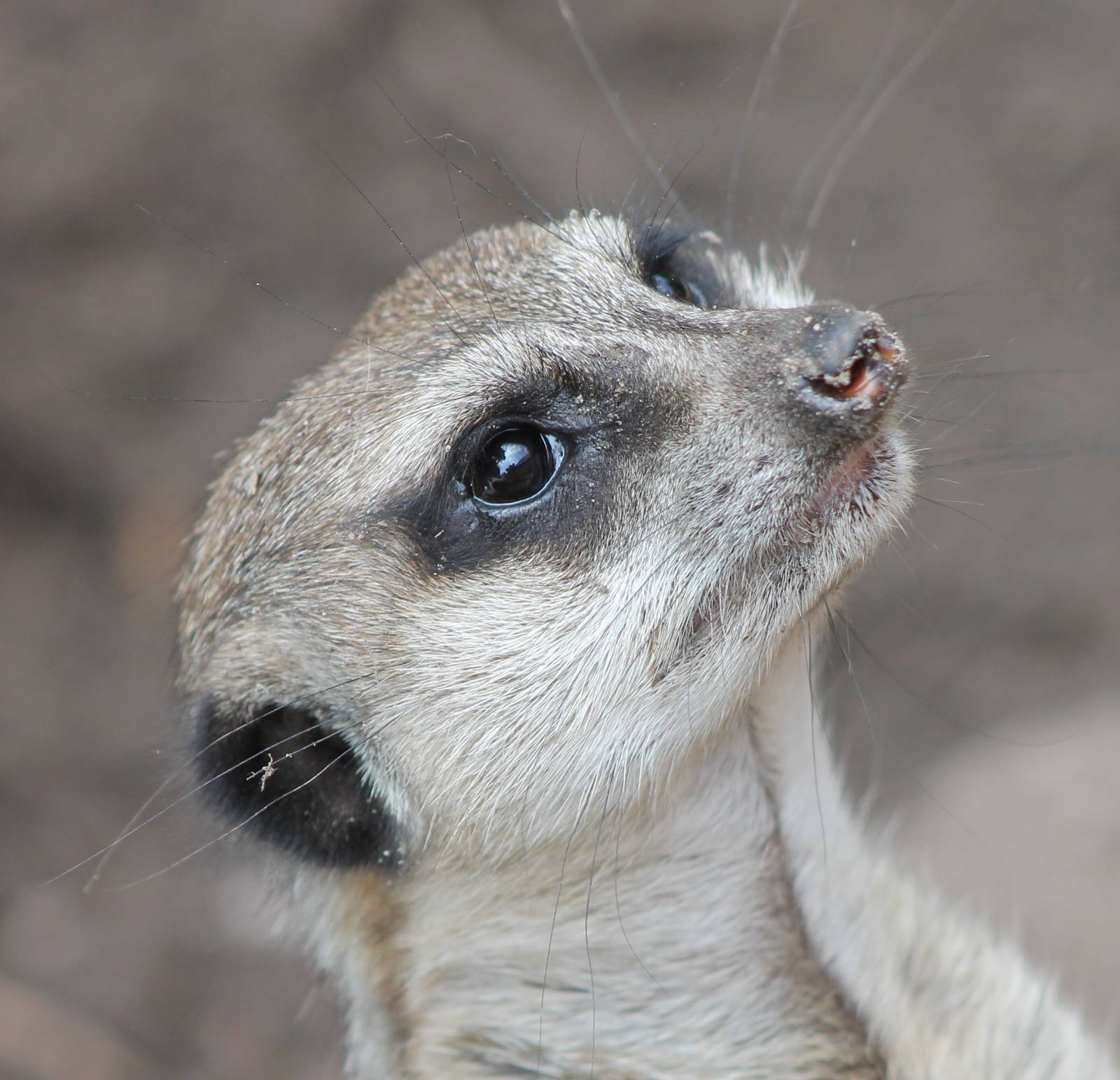 Portrait meerkat