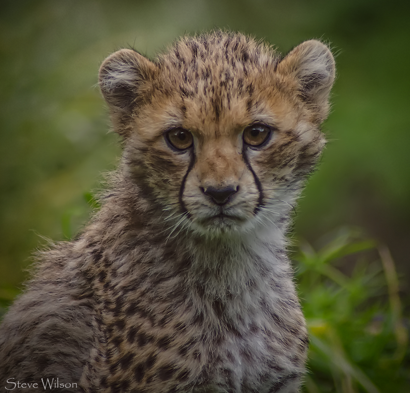 Portrait of a Cheetah Cub