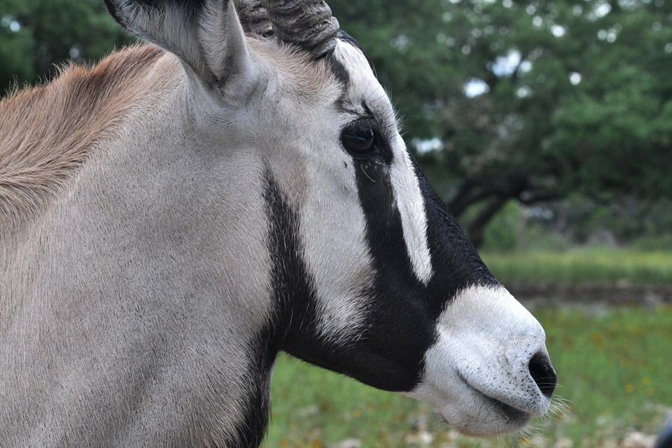 Portrait of a Gemsbok