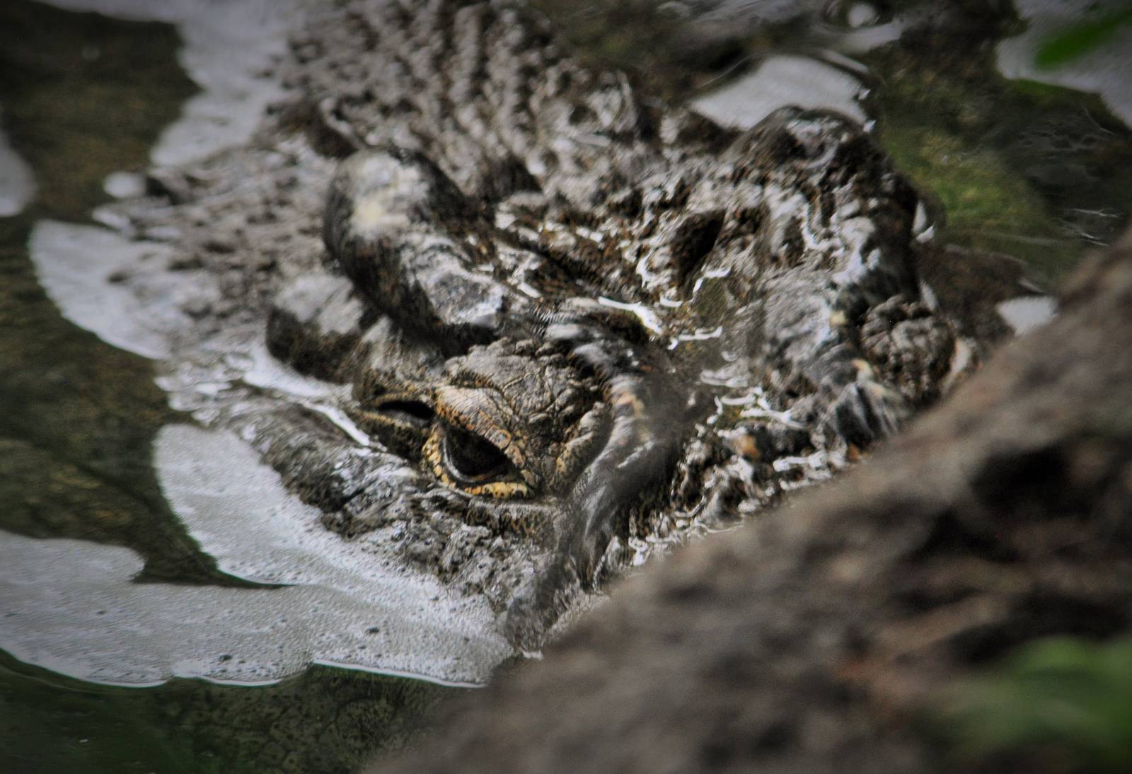 Portrait of a Nile Crocodile