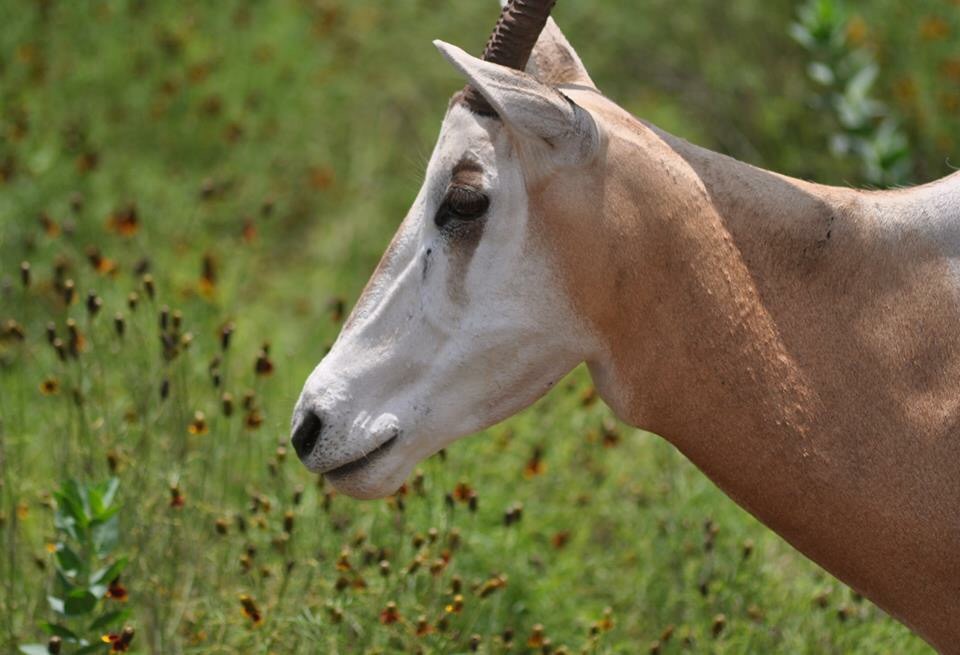 Portrait of a Scimitar-horned Oryx