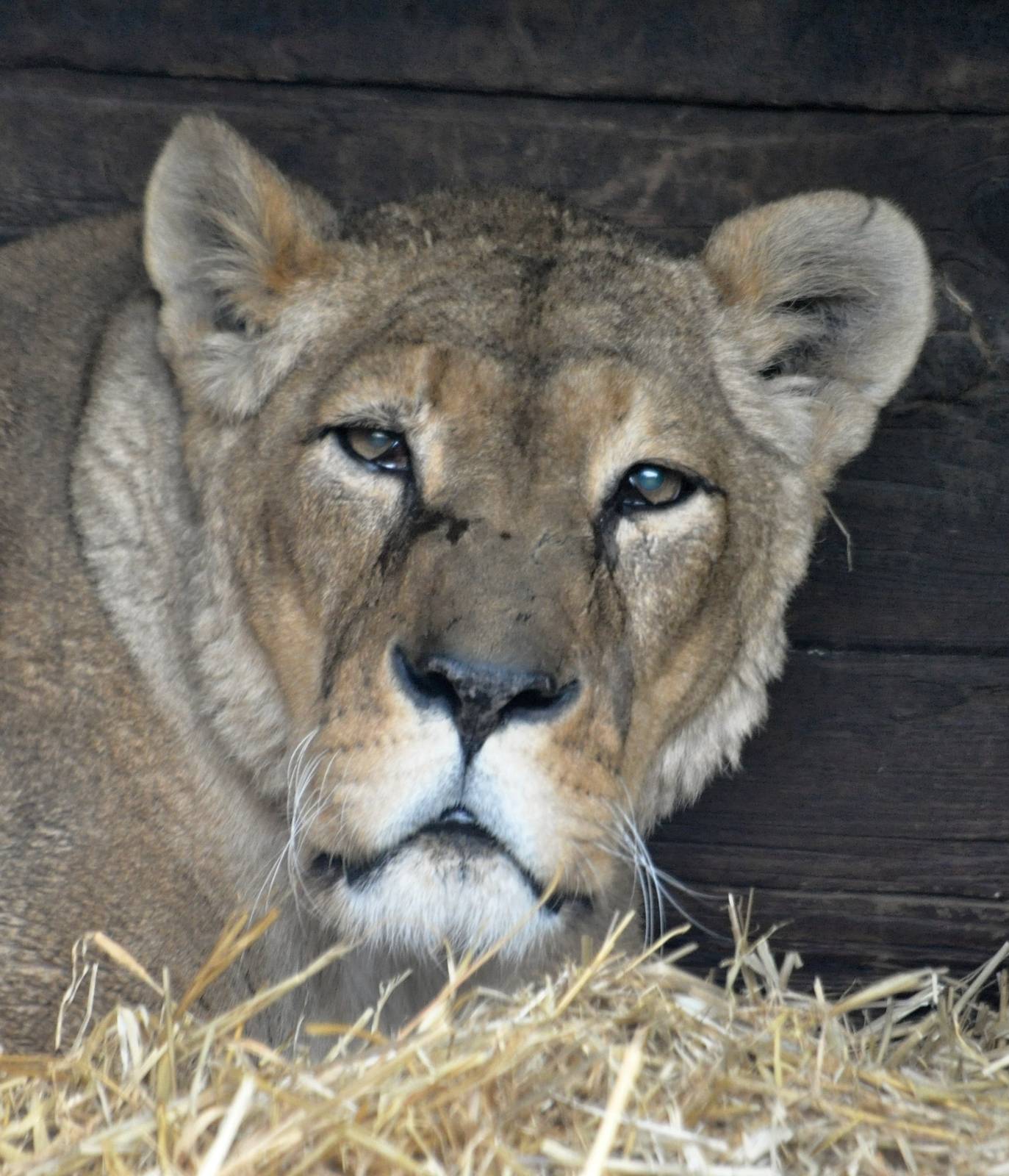 Portrait of an Old Lady