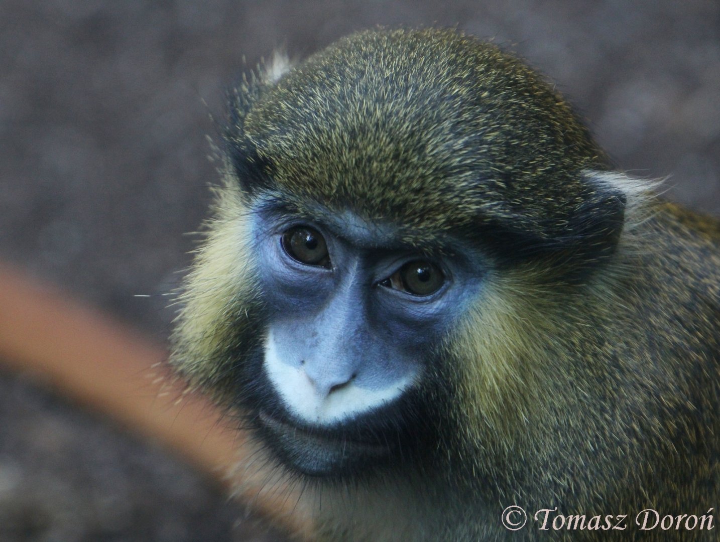 Portrait of Red-tailed Moustached Monkey (Cercopithecus cephus cephus), July 2017