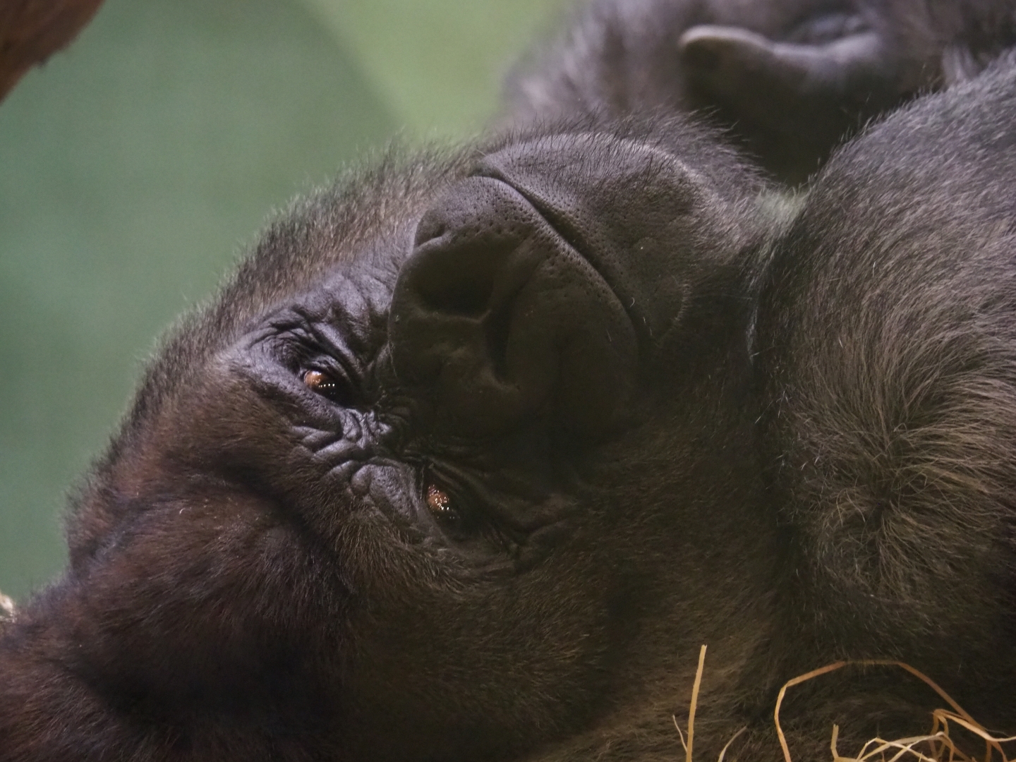 Portrait of Western lowland gorilla Bokito (Nov 10th, 2018)