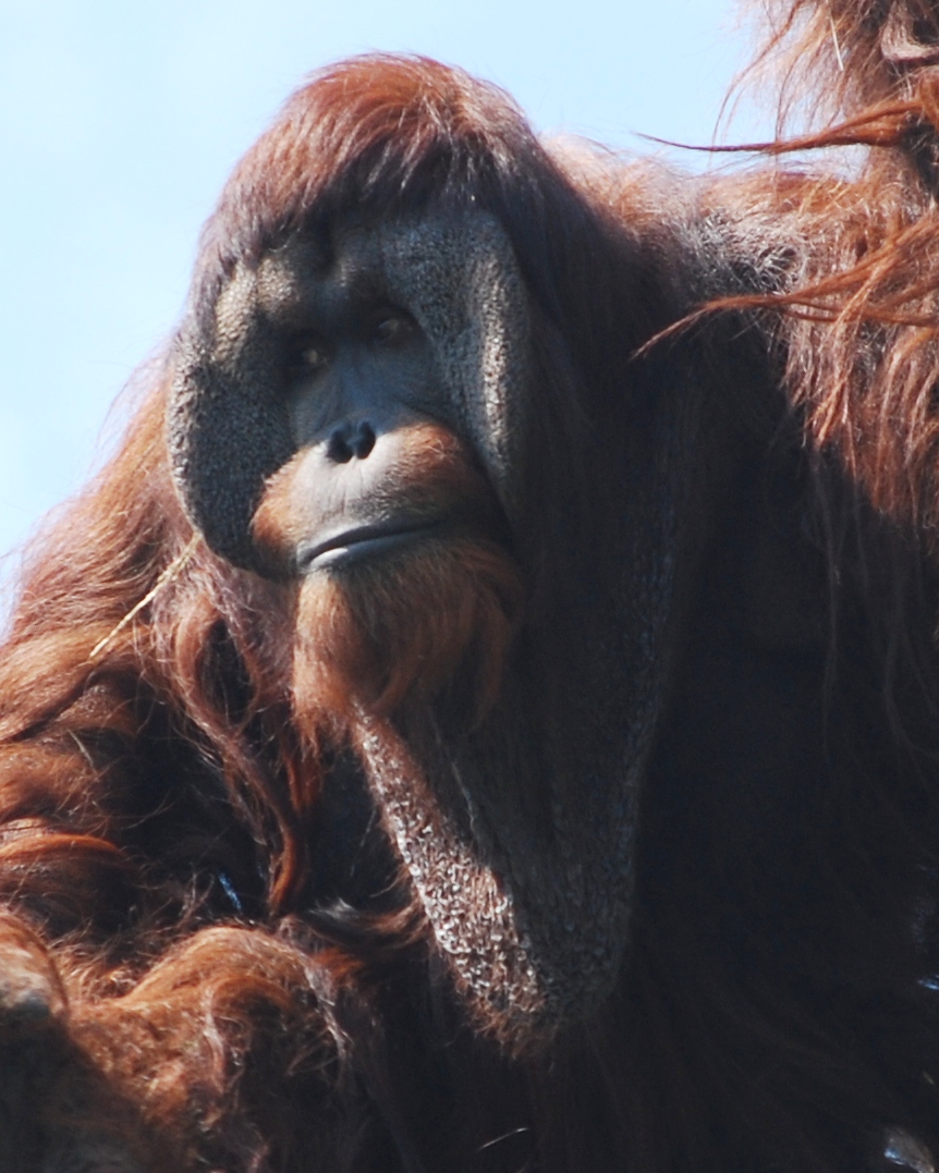 Portrait show of Kiko orangutan