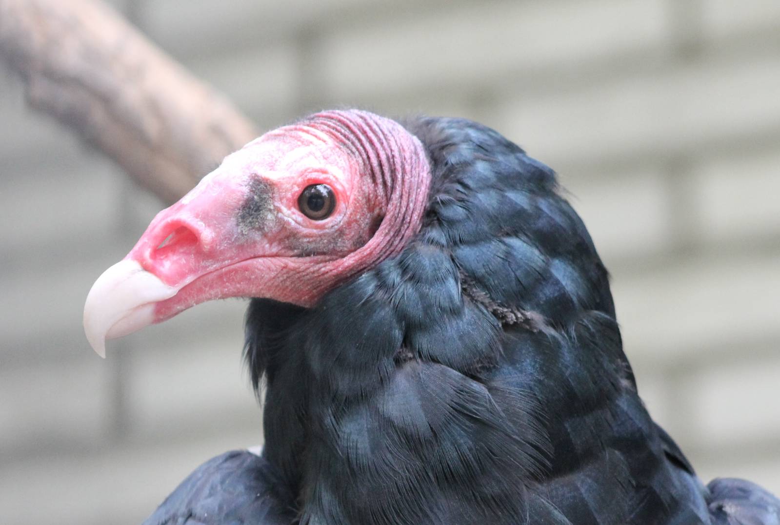 portrait turkey vulture