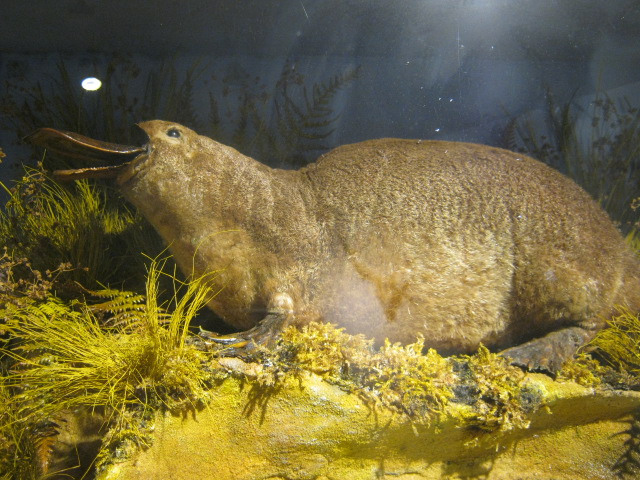 Portsmouth Natural History Museum 2015