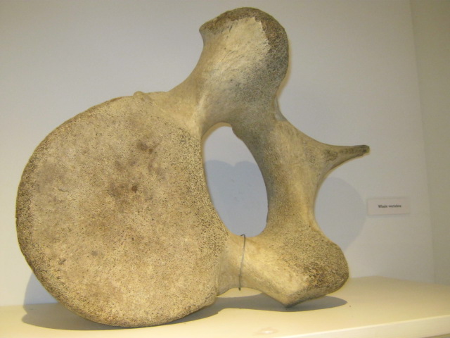 Portsmouth Natural History Museum 2015