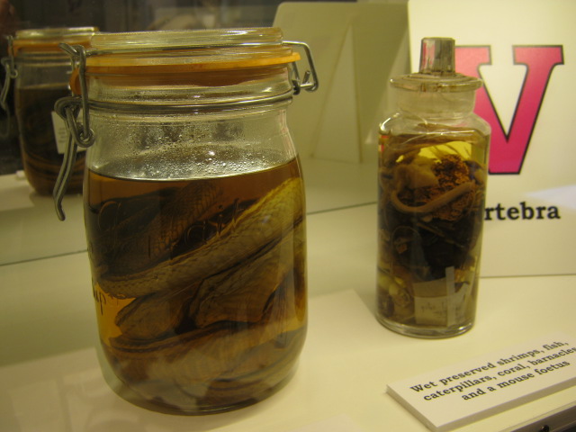 Portsmouth Natural History Museum 2015