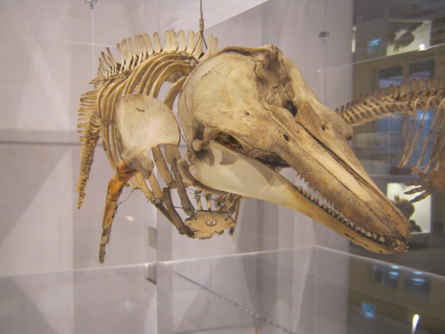 Portsmouth Natural History Museum 2015