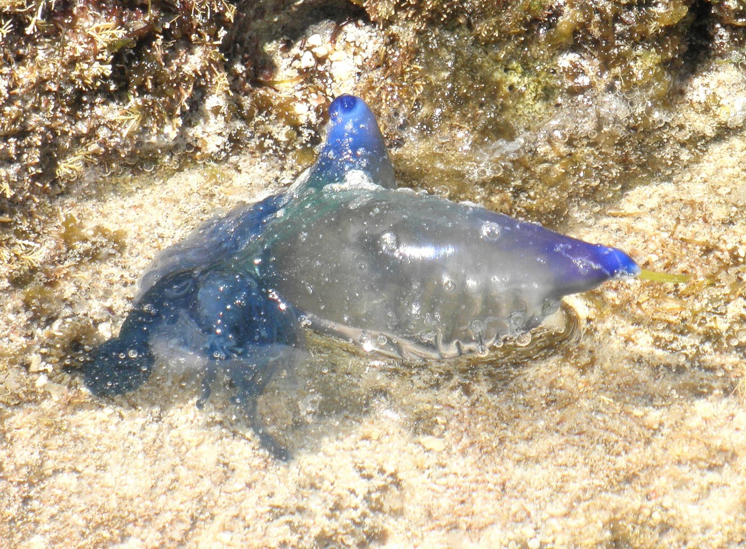 Portugalese Man-o-War  (Bluebottle)