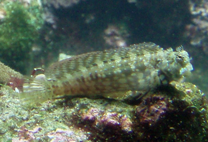 Portuguese Blenny (Parablennius ruber)