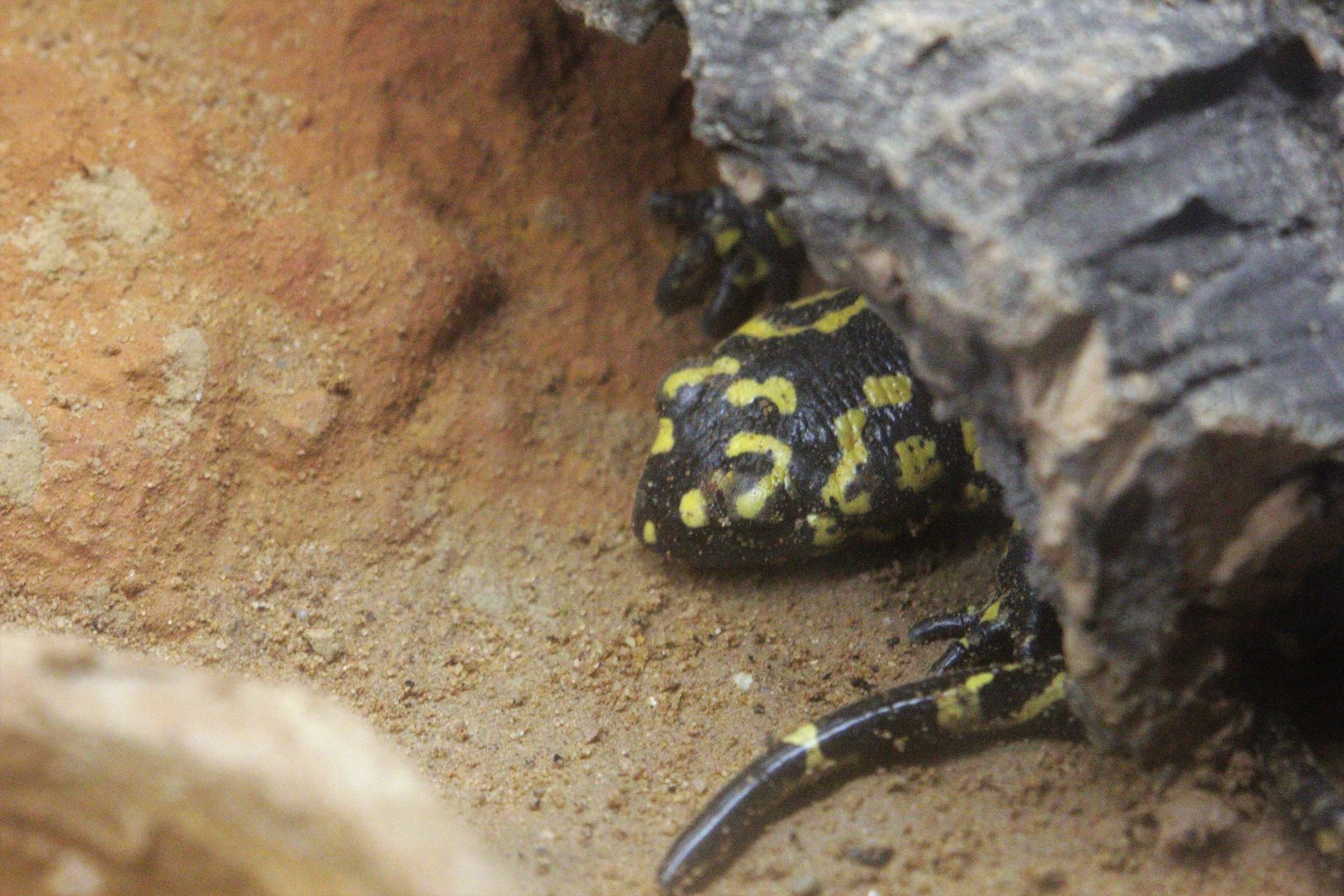 Portuguese fire salamander (Salamandra salamandra gallaica).