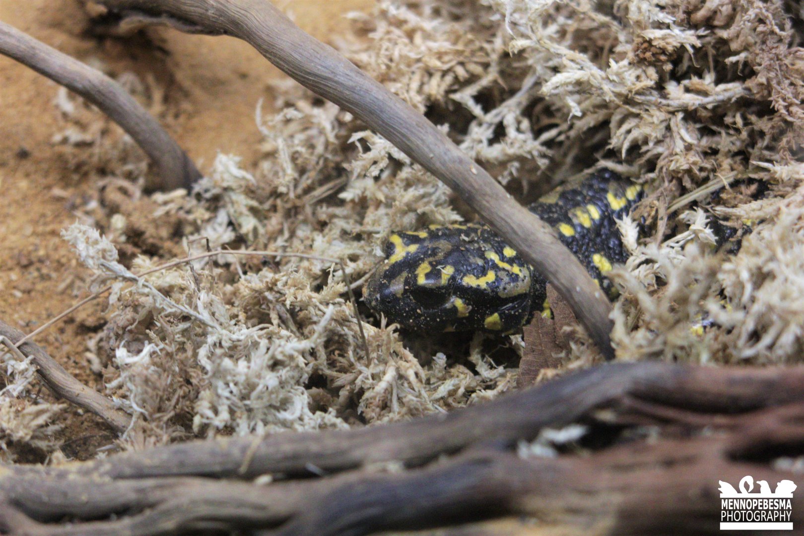 Portuguese fire salamander (Salamandra salamandra gallaica)