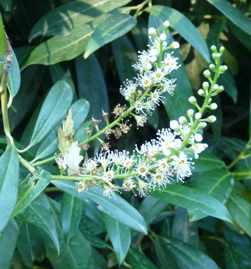 Portuguese laurel cherry (Prunus lusitanica)