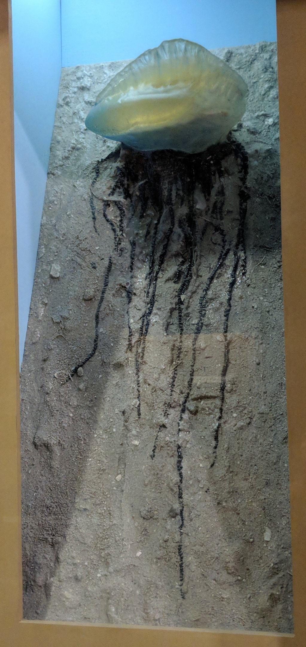 Portuguese man o' war (Physalia physalis)