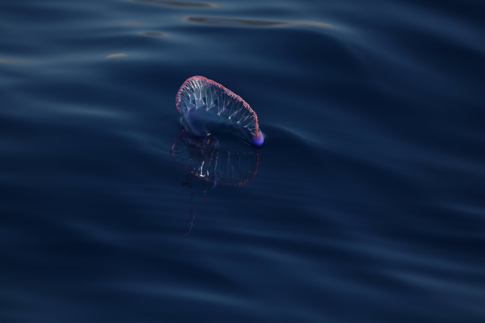 Portuguese man o' war (Physalia physalis)