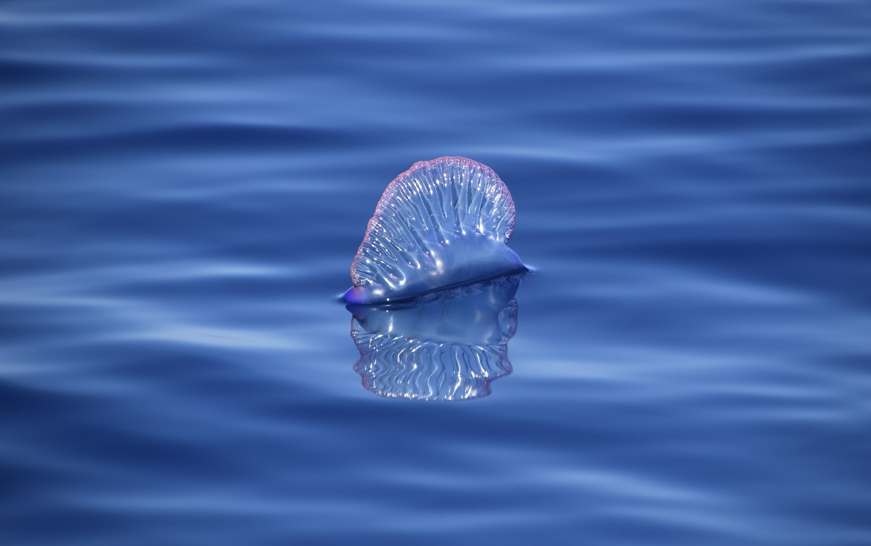 Portuguese Man o' War (Physalia physalis)