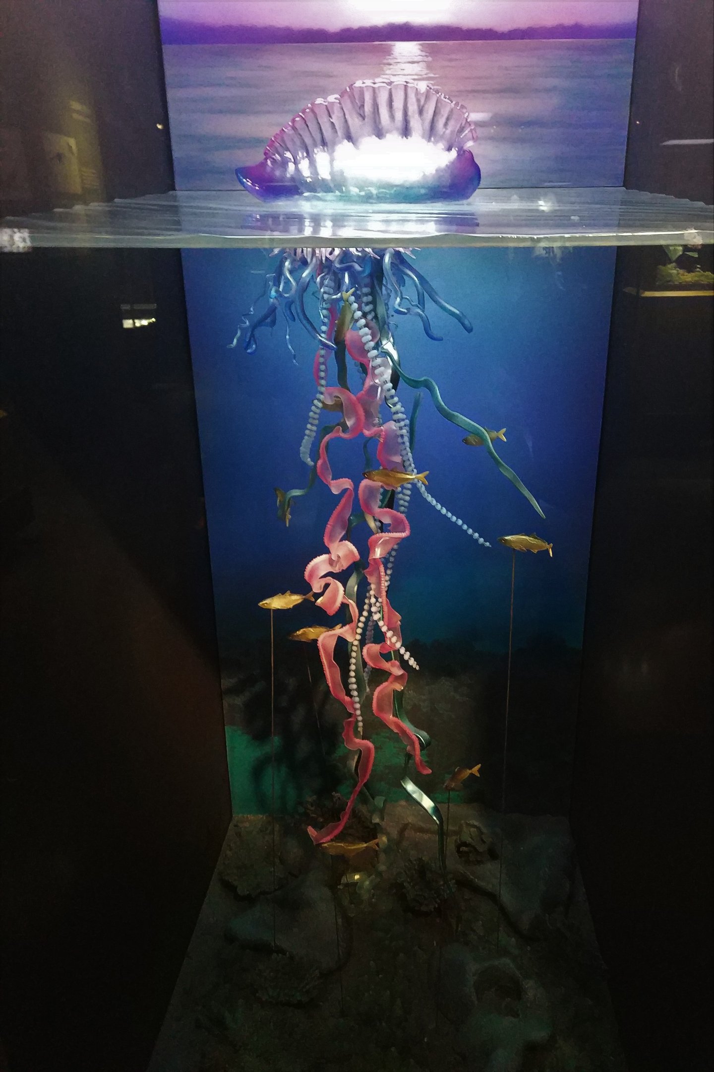 Portuguese Man o' War