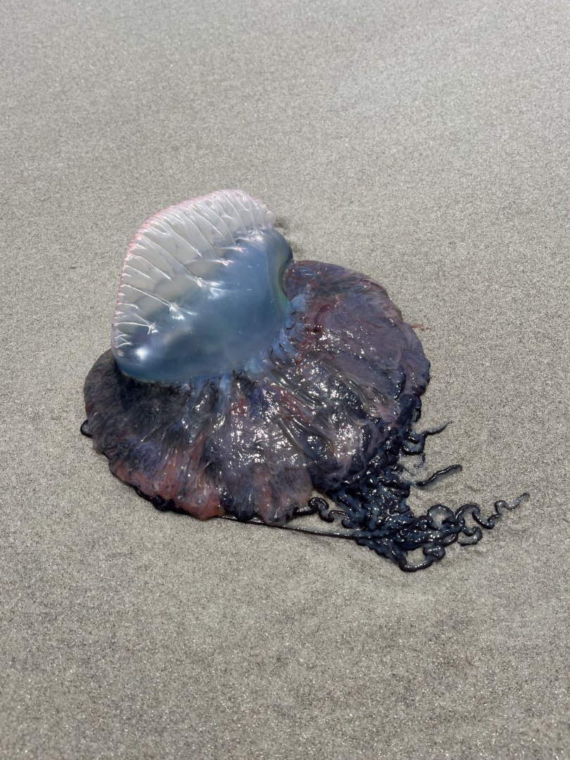 Portuguese Man o’ war