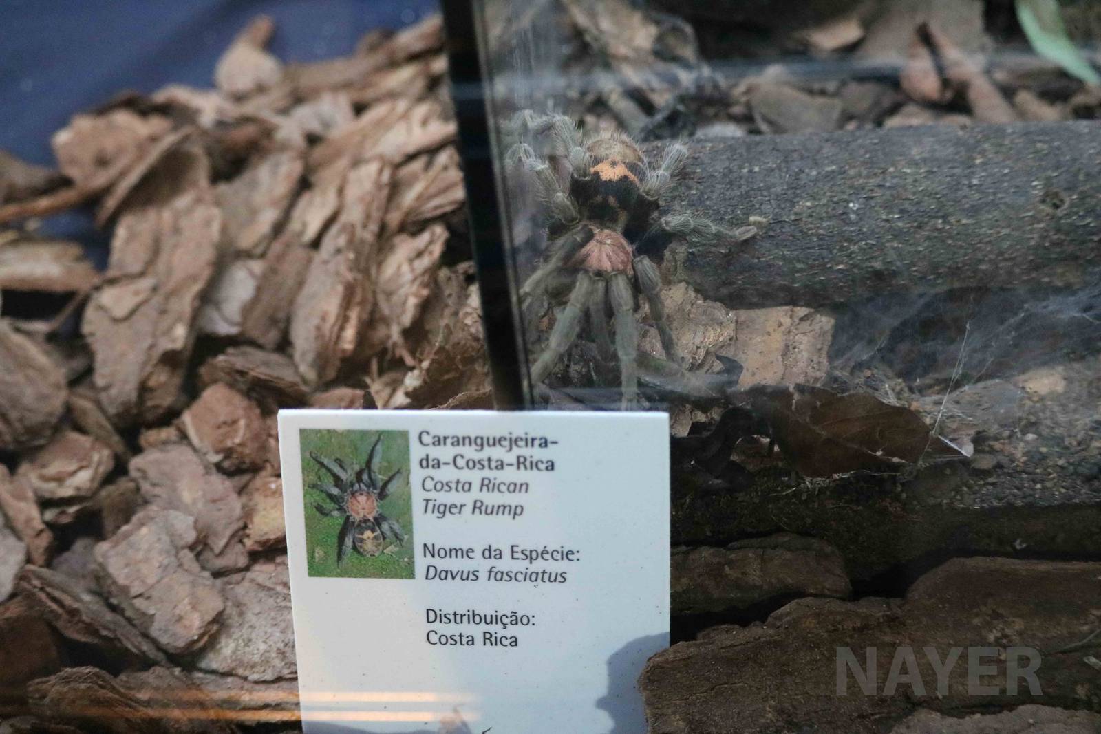 Posing beautifully - Instituto Butantan, April 2016