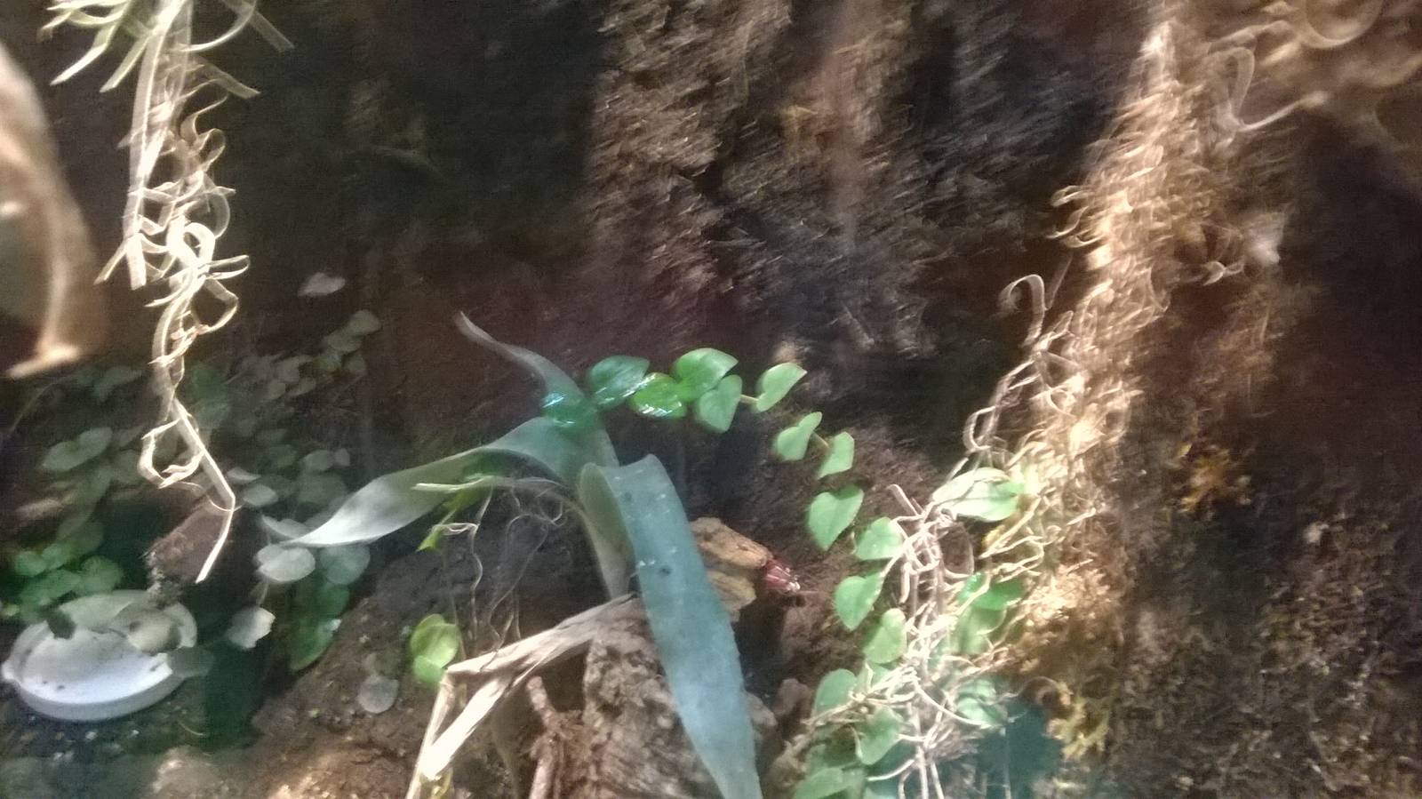 Posion dart frog vivarium in Brilliant Birds
