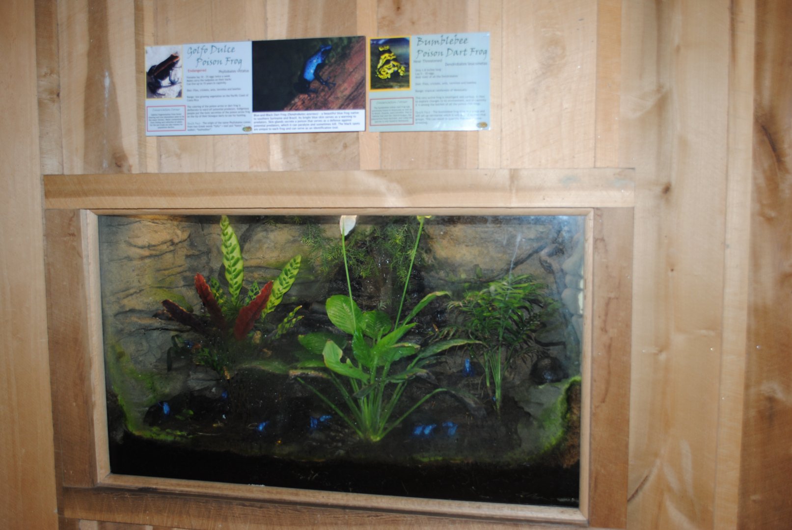 Posion Dart Frogs Terrarium (The Bayou Pavilion) - 3 species