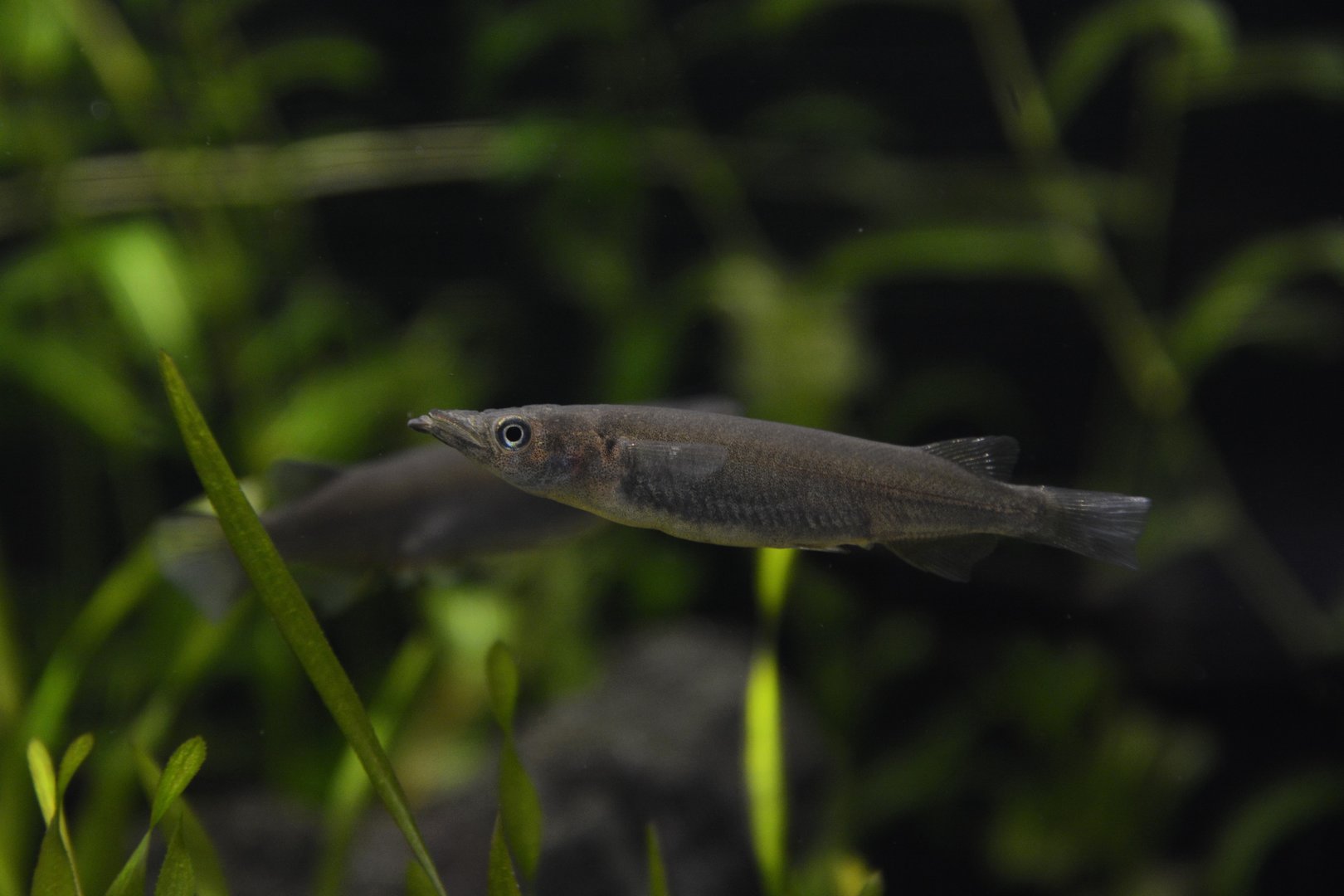 Poso halfbeak (Nomorhamphus celebensis)