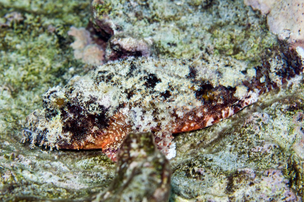 Poss' Scorpionfish