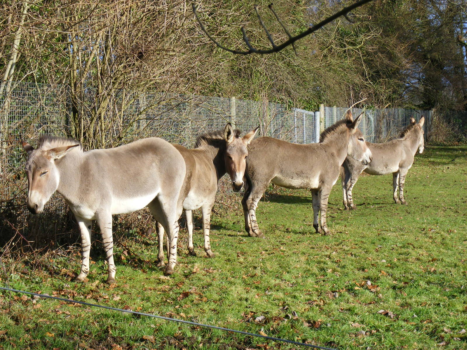 Possa, Tikva, Nadifa and Jahzara the Somali wild asses at Marwell Wildlife,