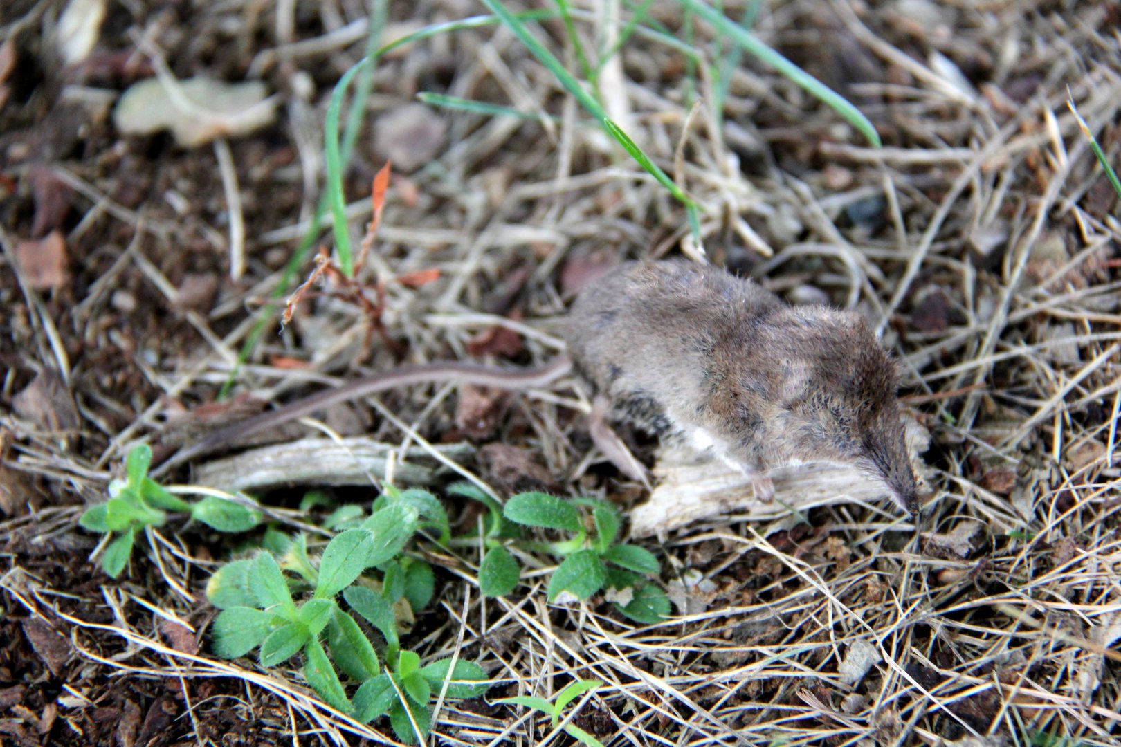 possible American pygmy shrew (Sorex hoyi)