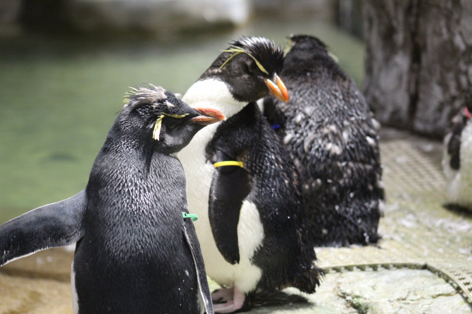Possible Eastern Rockhopper Penguin