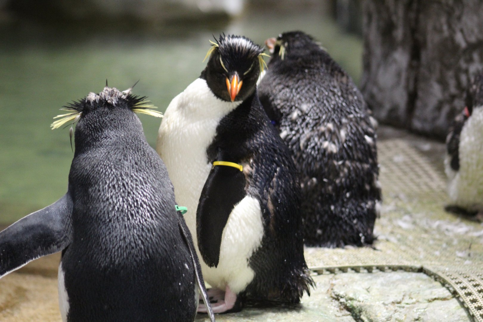 Possible Eastern Rockhopper Penguin