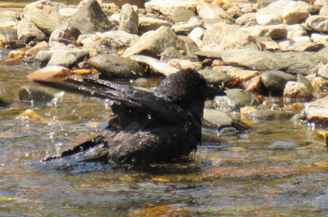 Possible fish crow