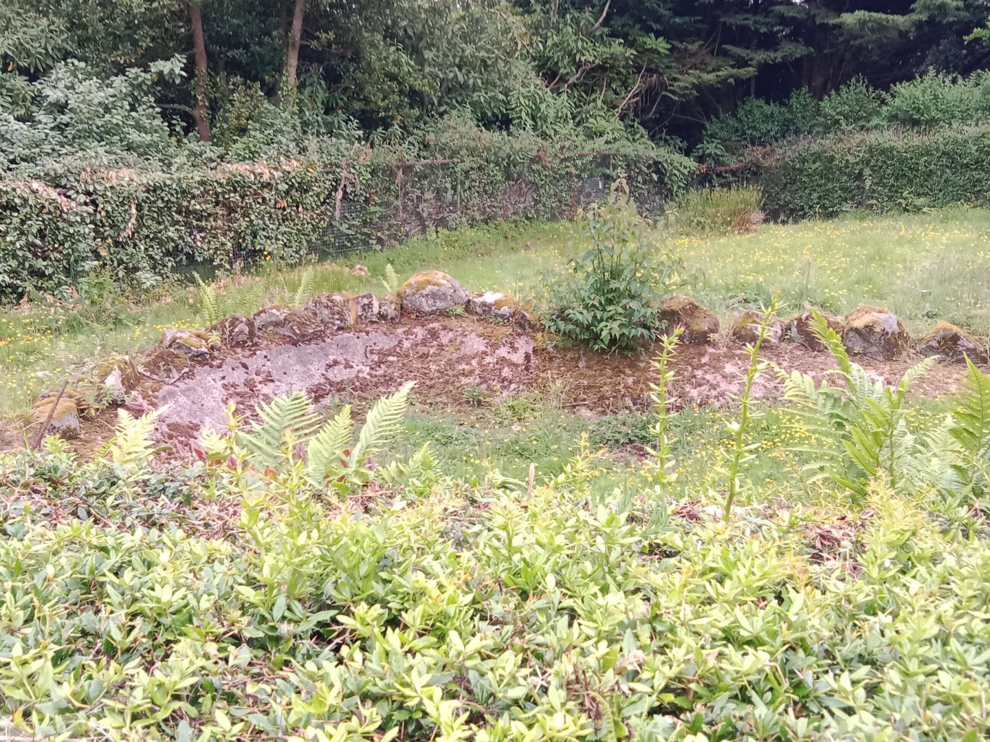 Possible former pool in giant ant eaters enclosure