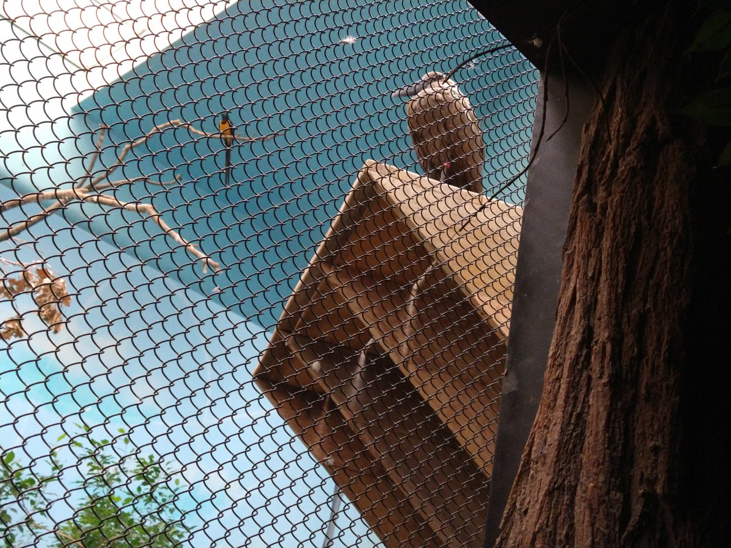 Possible hamerkop, need definitive ID please