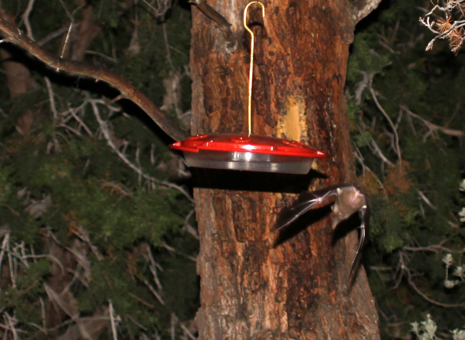 possible Mexican long-tongued bat (Choeronycteris mexicana)
