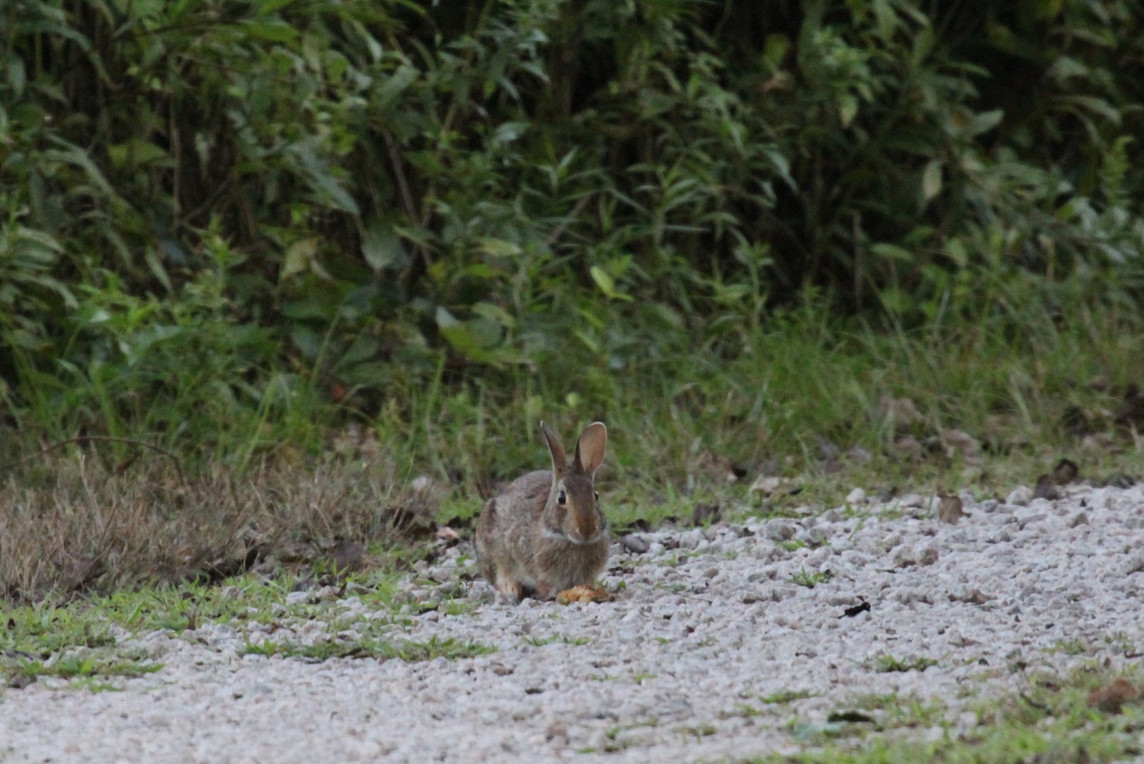possible New England cottontail (Sylvilagus transitionalis)?