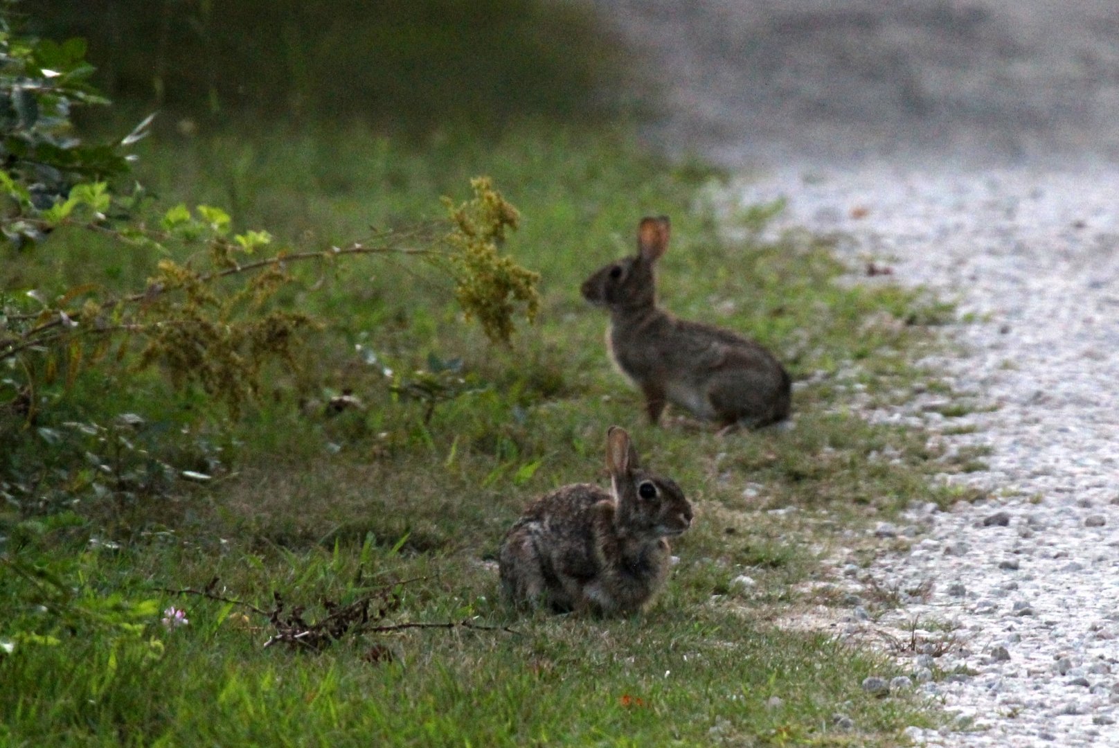 possible New England cottontail (Sylvilagus transitionalis)?